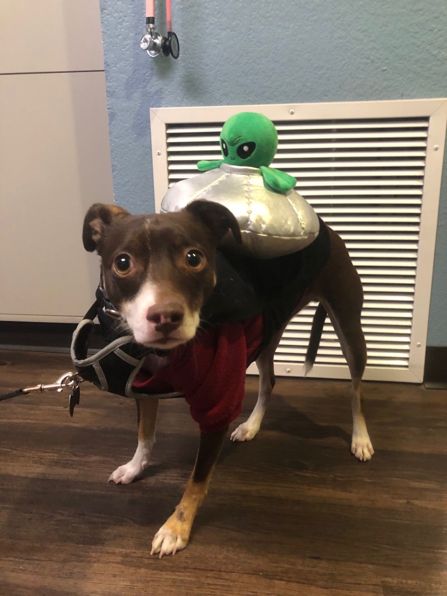 Dog with a stuffed alien on it's back